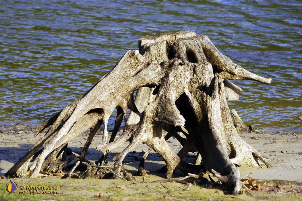 Nom de l'image : D1007090-01_(c)Norbert-JUNG — Description :